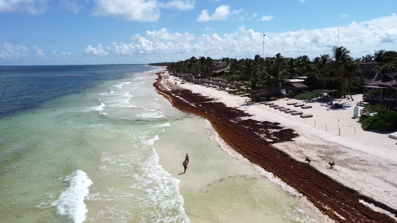 pocos turistas caminan en una playa tropical vacía de arena blanca en tulum mexico cubierta de sargazo en un hermoso día soleado, antena