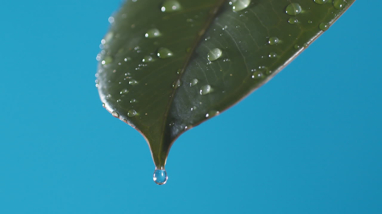 gotas de agua gotean de la hoja verde sobre el fondo azul