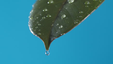 Drops-of-water-drip-from-the-green-leave-down-on-the-blue-background