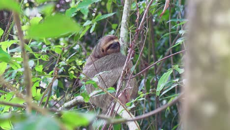 el perezoso de tres dedos en la rama del árbol gira perezosamente la cabeza, la naturaleza de costa rica