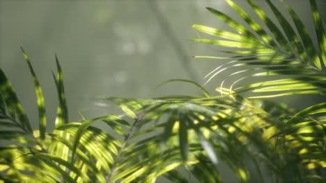 Luz-Brillante-Que-Brilla-A-Través-De-La-Niebla-Húmeda-Y-Las-Hojas-De-La-Jungla