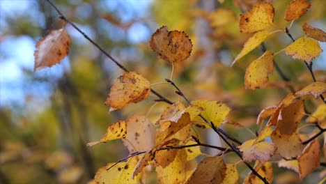 poplar orange autumn leaves on a branch close-up - shallow focus