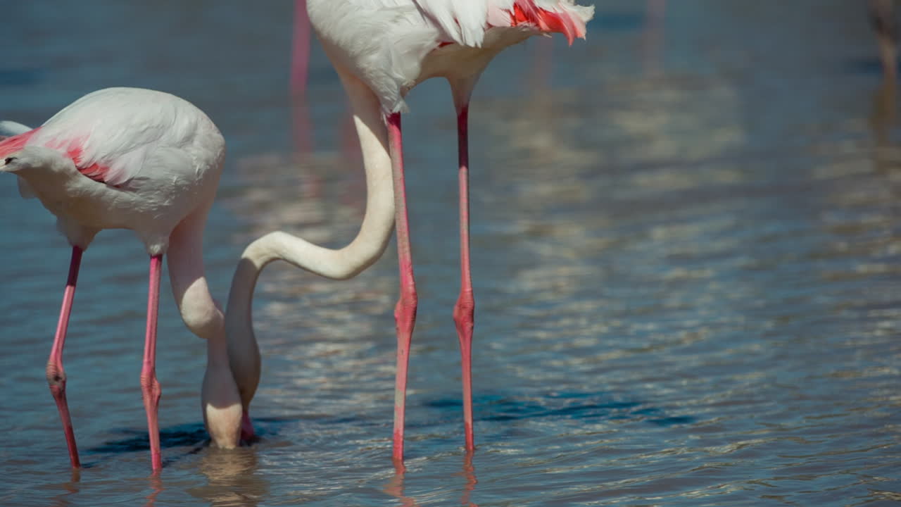 카마그 플라밍고 29