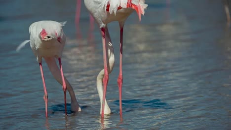 carmargue flamingos 29