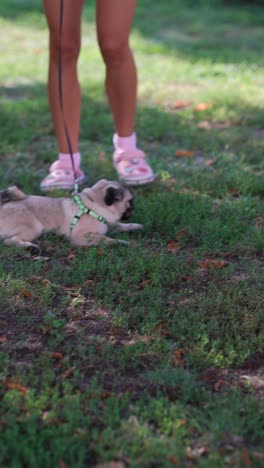 pug puppy playing in the park