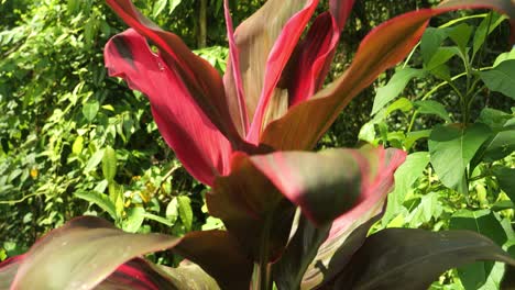 slow motion dolly shot of hanjuang a red ornamental plant from asia of bali indonesia in the jungle of ubud