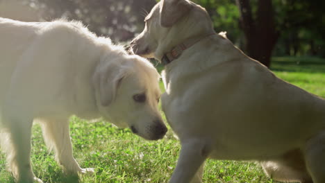 two adorable cute dogs meet in park. curios pets sniff each other making friends