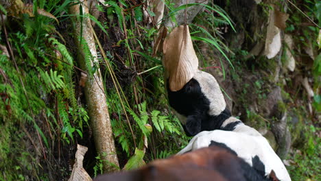 Close-up-of-wild-cow-eating-green-fern-plants-in-amazon-rainforest,slow-motion---Ecuador-Holiday-Trip