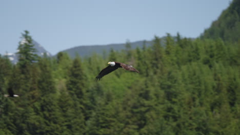 An-Eagle-flying-in-British-Columbia-Canada-over-the-ocean-looking-for-fish