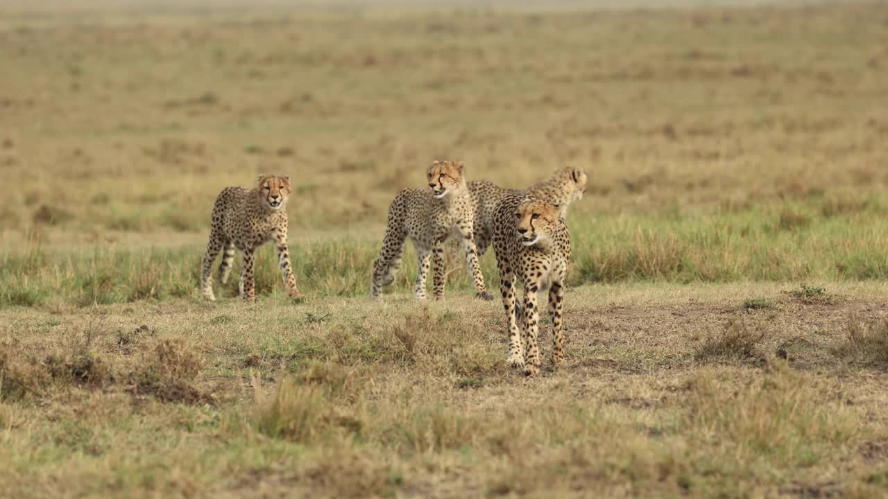 cuatro jóvenes guepardos cautelosos caminando por el masai mara, kenia