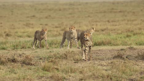 four wary young cheetahs walking through the masai mara, kenya