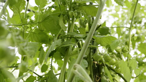tomato plants in greenhouse