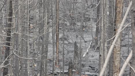 small white bird seen walking along burnt ground through charred trees on hillside