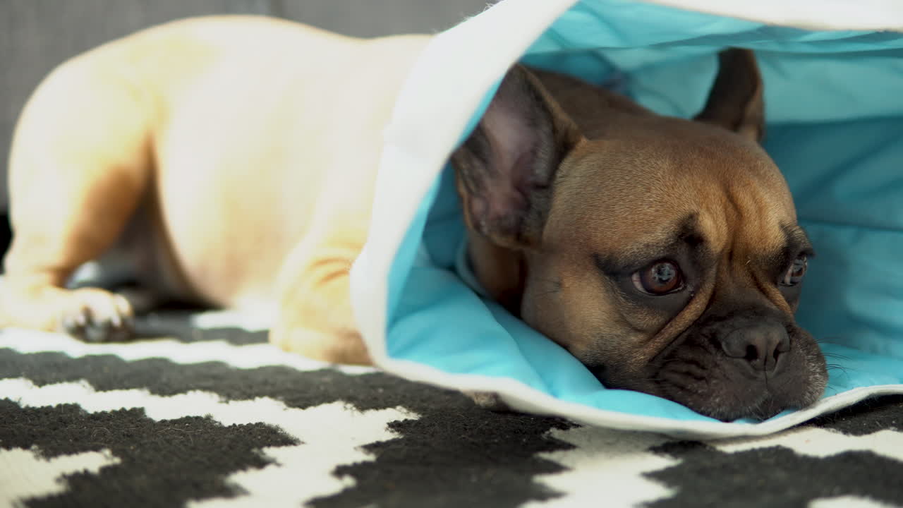 the sad French bulldog lies on the floor with the safety material protective collar , close up on face dog