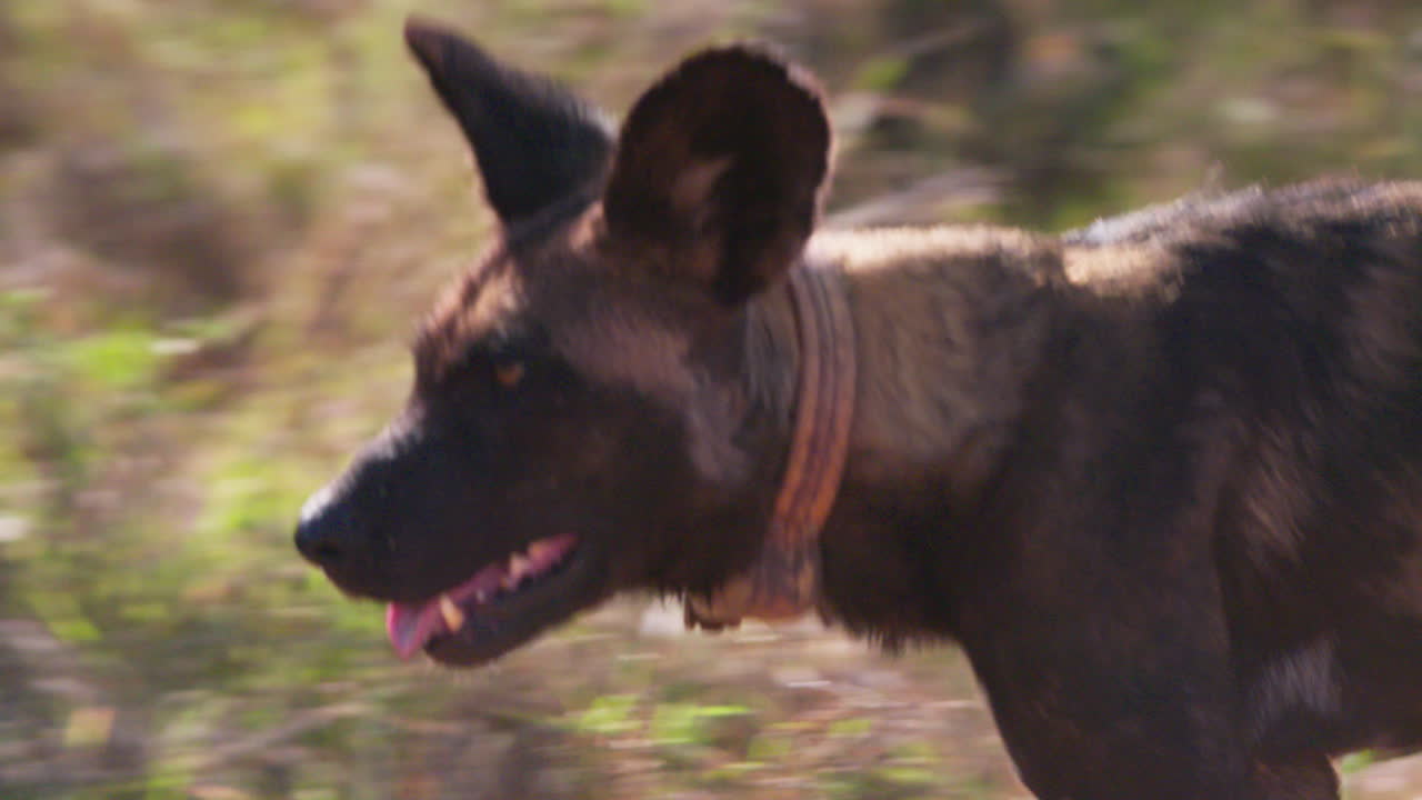 Collared African Wild Dog running steadily panting