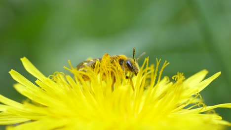 Macro-De-Abejorro-Descansando-Y-Polinizando-Flor-De-Diente-De-León-En-El-Campo