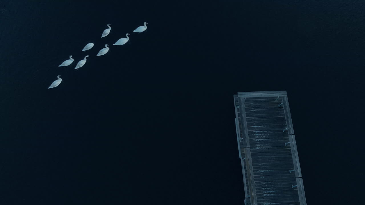 Aerial, The view from above on the swans floating on the pond, dark water and a bridge, well upstanding