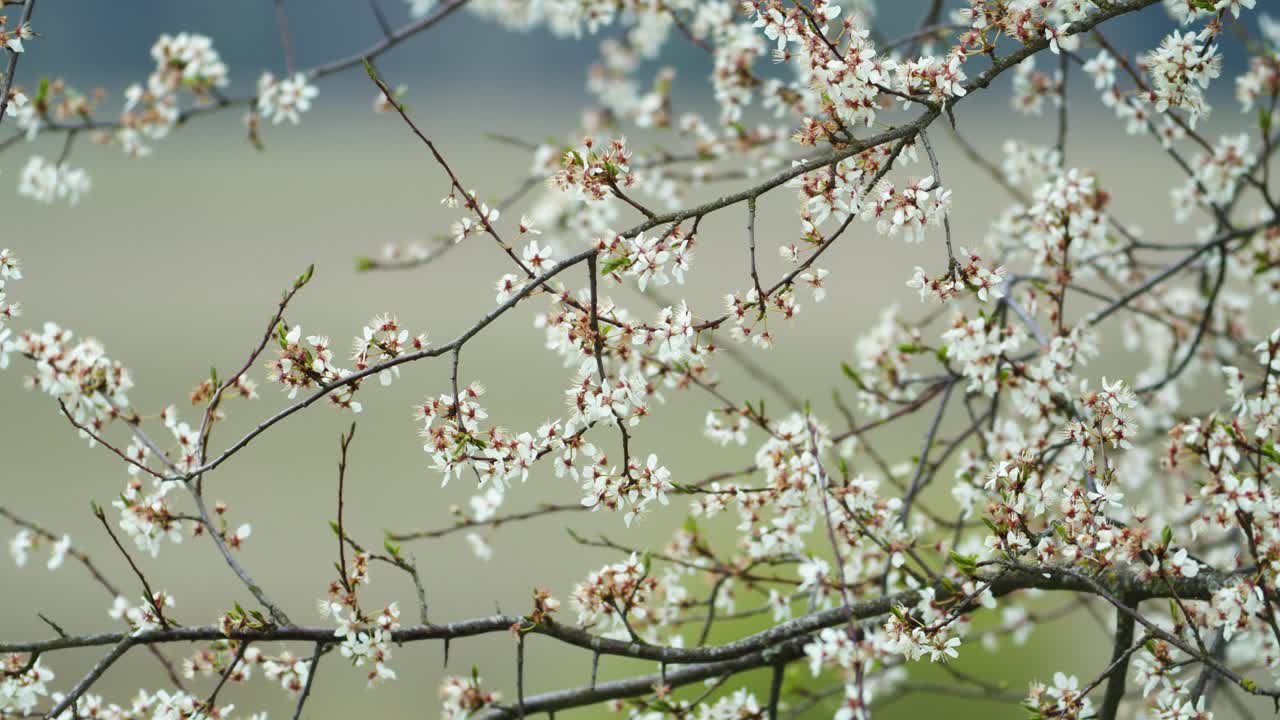 Fiori di melo in primavera con un bokeh puro