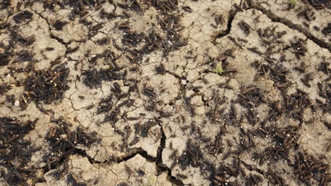 burnt and damaged harvest