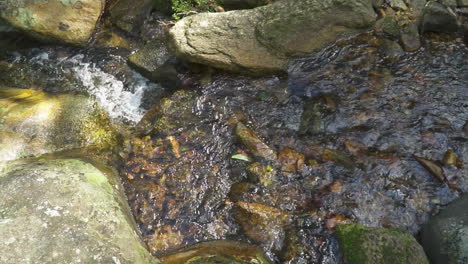 water river stream in atlantic forest