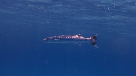 Pez-Barracuda-Nadando-En-El-Mar-Azul