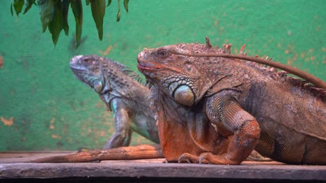 Close-up-shot-of-two-iguana-basking-under-UVB-lighting-in-captivity-in-an-animal-enclosure,-one-is-large-and-old-with-spines-and-dewlap