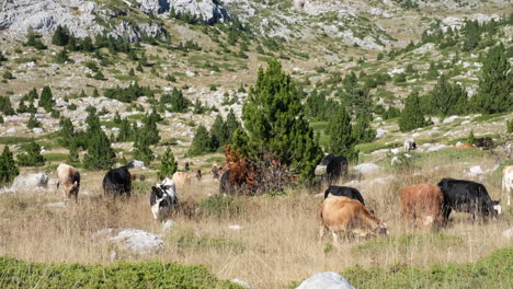 cows in the mountains grazing