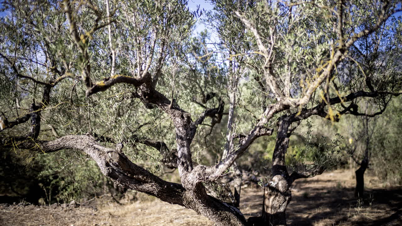 스페인 산맥의 올리브 나무