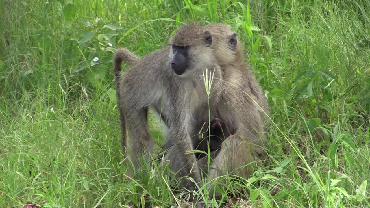 dos babuinos de oliva hembra forrajeando en hierba verde alta, uno con un bebé pegado a su vientre, un tercer babuino pasa en segundo plano