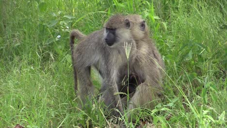 two-female-olive-baboons-foraging-in-high-green-grass,-one-with-a-baby-attached-to-her-belly,-a-third-baboon-passes-in-background