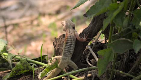 indian garden lizard walking on tress branch