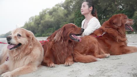 group of golden retriever dogs resting on the beach in the morning