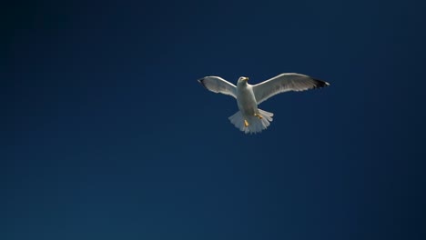 seagull flying above the camera on a dark blue sky in slow motion