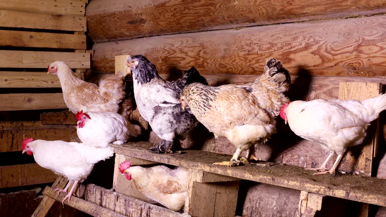 pollos en el gallinero