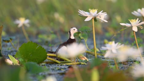 Jacana-De-Cola-De-Faisán-Que-Esconde-Polluelos-Debajo-De-Las-Alas-Para-Salvarlos-De-Las-Aves-Rapaces