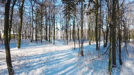 Wandern-Im-Verschneiten-Laubwald-Während-Goldener-Stunden