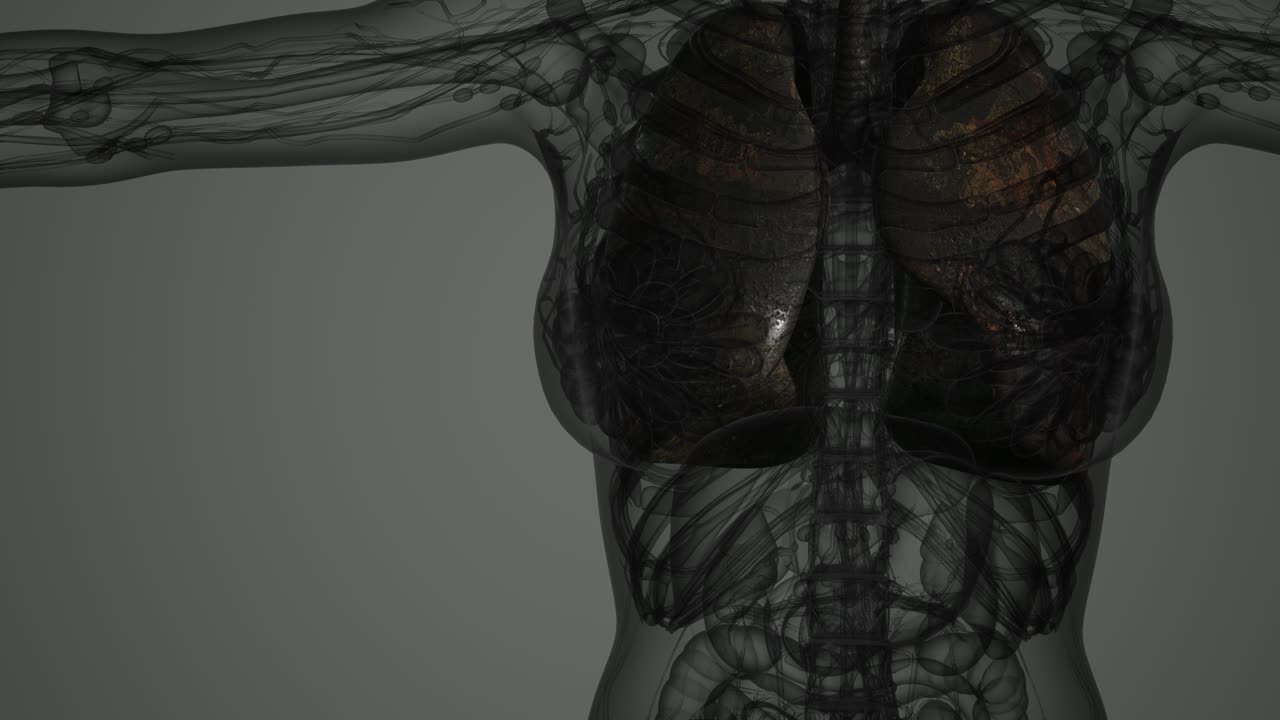 exploración de la anatomía de los pulmones humanos