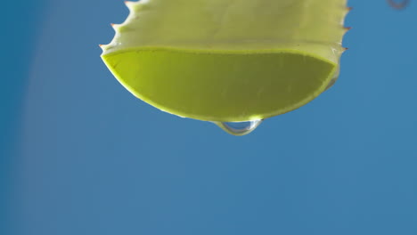 Detail-Des-Aloe-Vera-Blattschnitts-Für-Die-Ölgewinnung