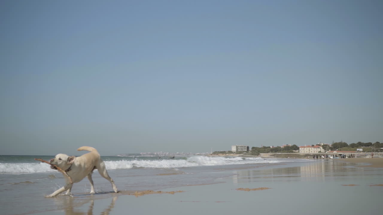바 ⁇ 가에서 나무 막대기를 잡는 귀여운 래브라도.