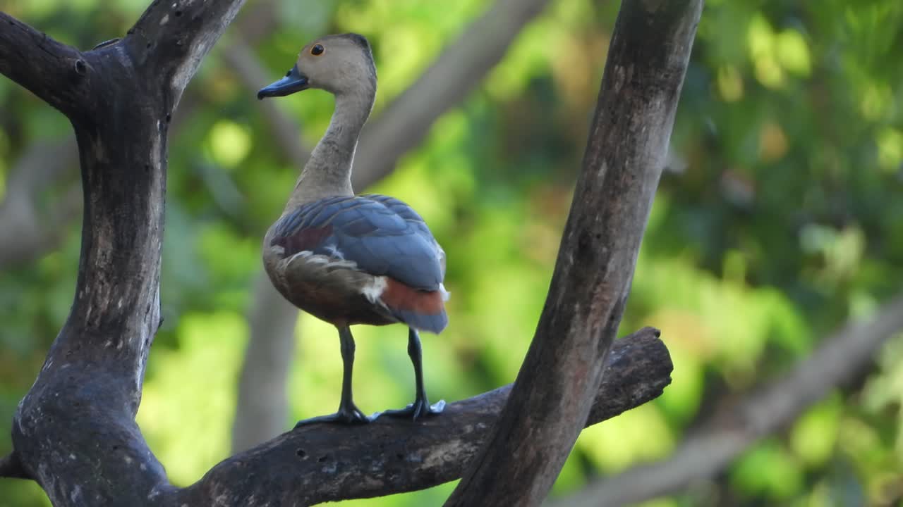 pato silbando uhd mp4 4k