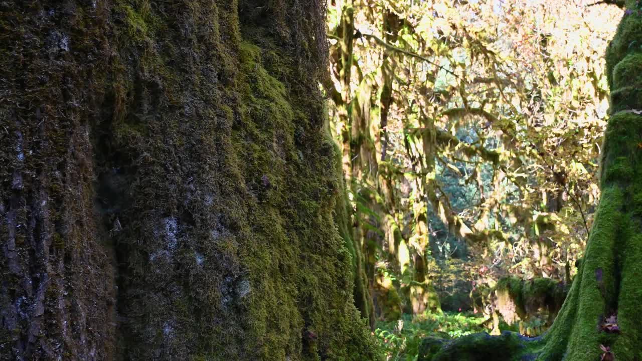 Lush green moss covers towering rock walls in a shaded forest canyon in Olympic National Park