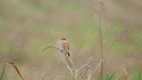 Perched on top of a dry grass while the wind blows during winter, Amur Stonechat or Stejneger&#039;s Stonechat Saxicola stejnegeri, Thailand