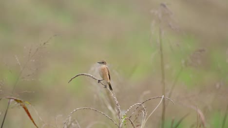 perched on top of a dry grass while the wind blows during winter, amur stonechat or stejneger's stonechat saxicola stejnegeri, thailand