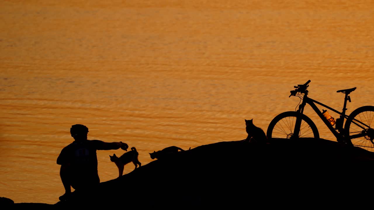 Silhouette of cats, bike and man in helmet at sunset near the river. Cyclist sitting at the river and cats walking near him outdoors at night.