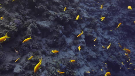 grupo de peces anthius junto al arrecife de coral del mar rojo de egipto