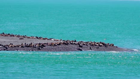 Colonia-De-Elefantes-Marinos-Tomando-El-Sol-En-La-Orilla-De-La-Playa-Cerca-De-Península-Valdés-Con-Agua-Azul-Turquesa-Del-Mar-En-Patagonia,-Argentina