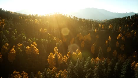 Luftdrohnenflug-über-Kiefernwald-In-Den-Bergen-Bei-Sonnenuntergang