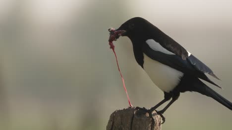 close-up of a black and white magpie perched on a piece of wood as it eats it's prey from the inside