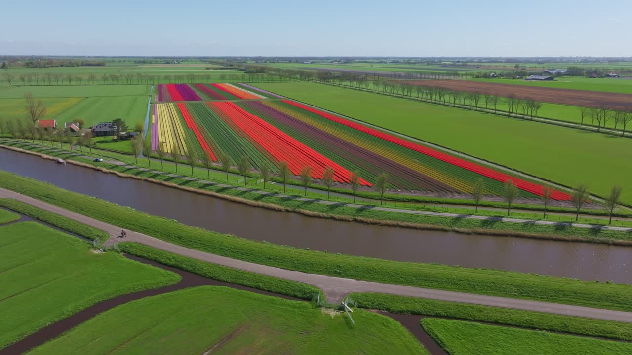 Ciclista accanto a file colorate di tulipani lungo un canale, Schermerhorn, Paesi Bassi
