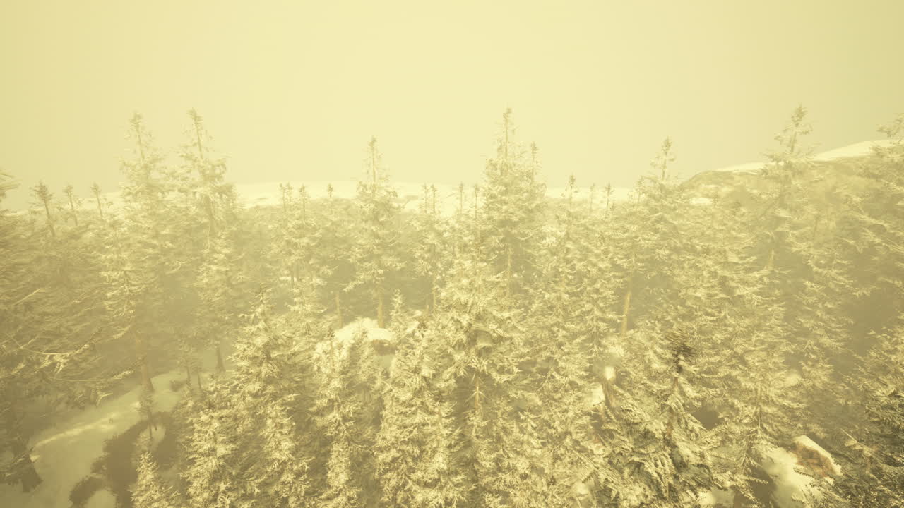 겨울 에 눈 인 숲 의 공중 사진